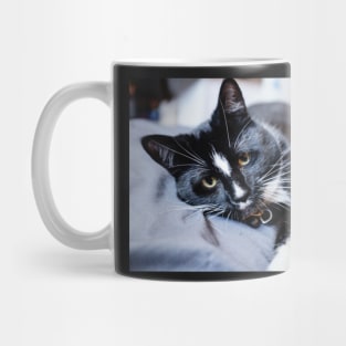 polydactyl cat Mug